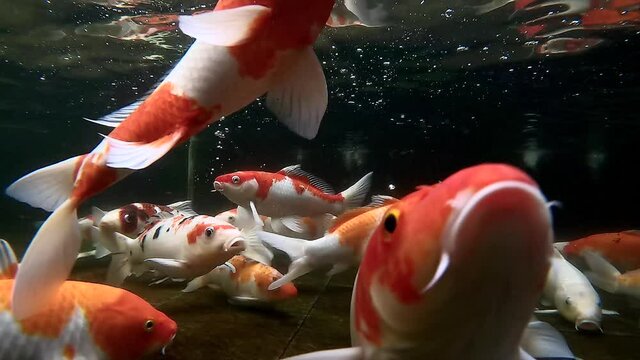 Underwater koi fishes footage close up view with bubble and light surface reflections and dark background