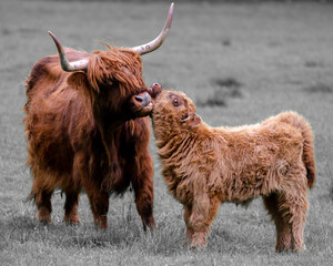 Scottish highland cow and calf - obrazy, fototapety, plakaty