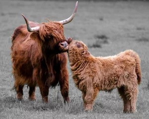 Cercles muraux Highlander écossais Vache et veau des Highlands écossais