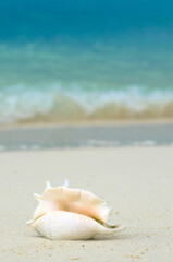 Fototapeta na wymiar Landscape with shells on tropical beach near shorebreak waves, lipe island Thailand.