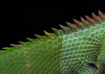 Beautiful macro of insects