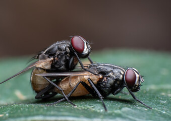 Beautiful macro of insects