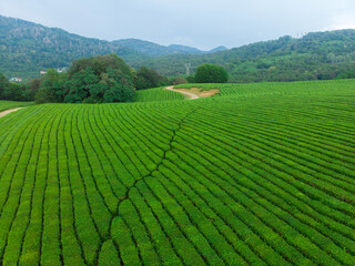 Green cascades of tea plantations high in the mountains. Green tea bushes on a farm in Sochi