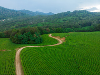 Fototapeta premium Green cascades of tea plantations high in the mountains. Green tea bushes on a farm in Sochi