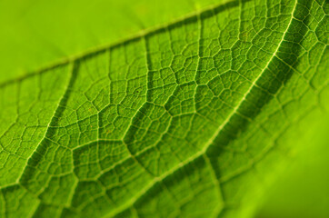 green leaf macro
