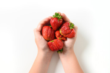 Tasty organic homegrown strawberry in child hands isolated on white background. Concept eco organic products.