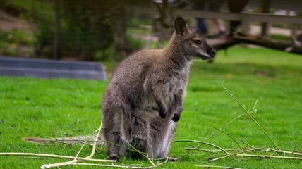 kangaroo and baby