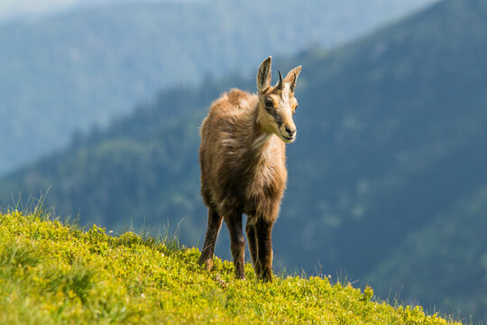 Fototapeta Chamois, Rupicapra rupicapra, in Nizke tatry mountain, Slovakia