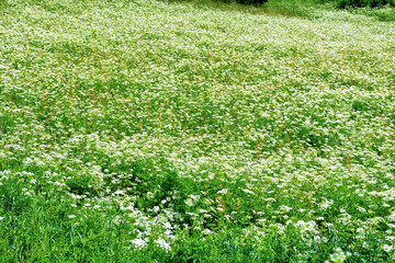 flowery meadow of the val di funes south tyrol italy