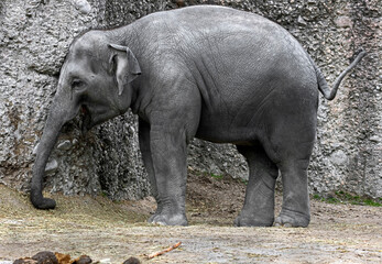Young asian elephant in its enclosure. Latin name - Elephas maximus