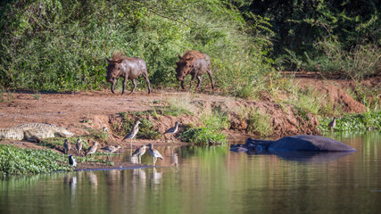 Lake side wildlife in Kruger National park, South Africa; waterbirds, hippopotamus, warthog, crocodile