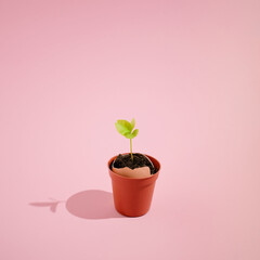 Minimalistic botanical idea with green plant growing out of eggshell. Creative summer natural concept, aesthetic simple square composition. Bright pink background.