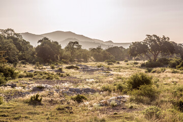 Dry river landscape in backlit in Kruger National park, South Africa