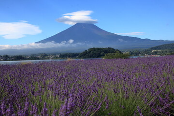 Fototapeta premium I love the smell of lavender 