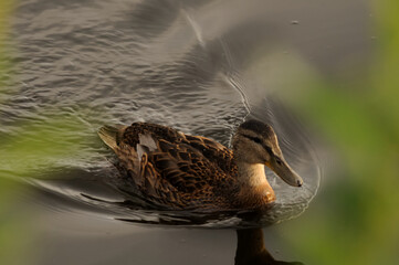 A duck swims along the river and looks ahead. A duck photographed through the greenery of a bush swimming ahead of the male.