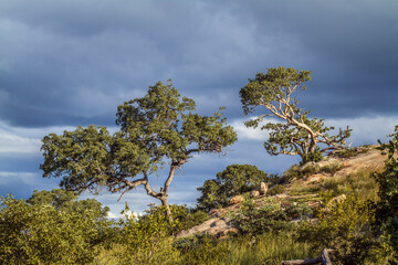 Fototapeta na wymiar Tree scenery in stormy weather in Kruger National park, South Africa