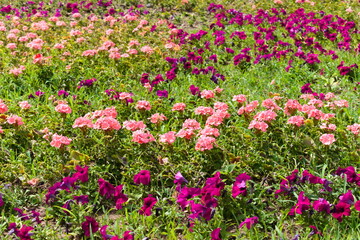 multicolored flowers