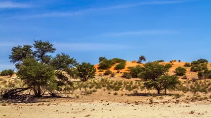 Fototapeten Red dune scenery in Kgalagadi transfrontier park, South Africa  Twee rivieren , Nossob riverbed © PACO COMO