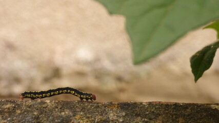 Measuring caterpillar, centimeters, showing its three pairs of legs, yellow and black caterpillar next to a green leaf. Macro photograph. Taken in boyacá, colombia.