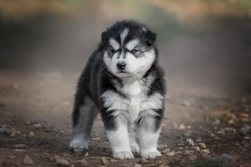 siberian husky puppy