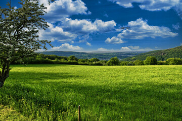 Summer landscape trees field under cloudy blue sky