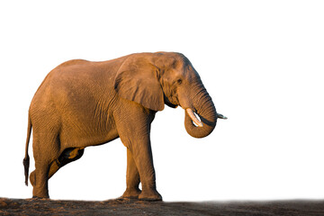 African bush elephant side view isolated in white background in Kruger National park, South Africa ; Specie Loxodonta africana family of Elephantidae