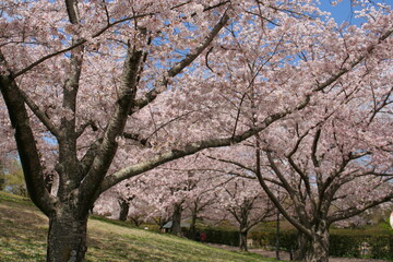 奈良　馬見丘陵公園　チューリップ祭
