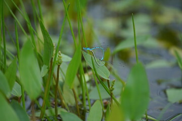 Blaue Libellen, Gemeine Becherjungfer, Enallagma cyathigerum