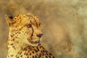 Cheetah portrait  multiple images with oil painting background ; Specie Acinonyx jubatus family of...
