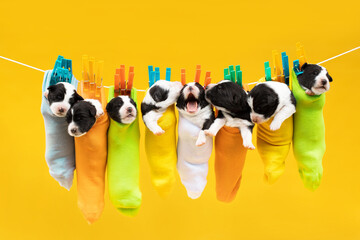 small black and white puppies of border collie dog sleeping in colourful socks with clothespins on...