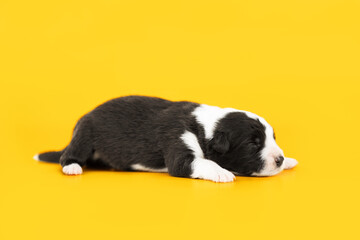 small black and white puppy of border collie dog sleeping on yellow backgroun