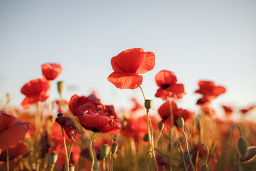 red poppy field