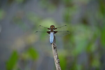 Plattbauch Libelle, Libellula depressa, Männchen