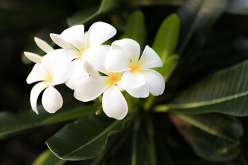 Obraz na płótnie Canvas White plumeria flower