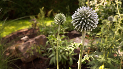 globe thistle echinops  about to bloom in close up