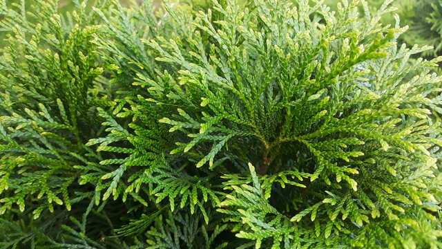 thuja occidentalis close up