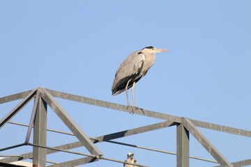 珍しい鳥達