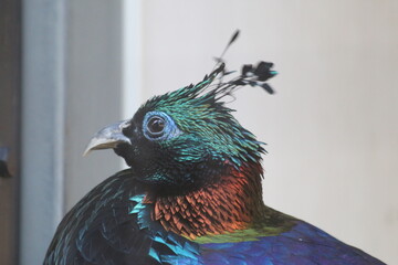 珍しい鳥達