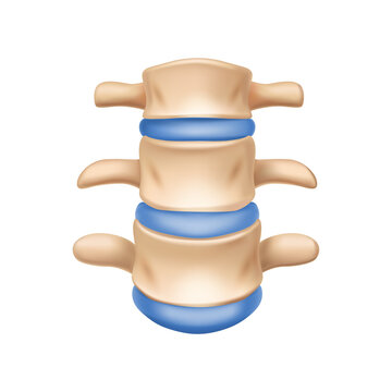 Realistic Spinal Bone