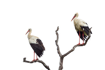 White Stork isolated in white background in Kruger National park, South Africa; Specie Ciconia...