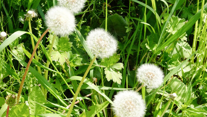 緑の草原の綿毛のタンポポ　4643