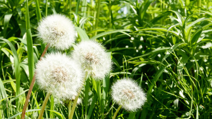 緑の草原の綿毛のタンポポ　4646