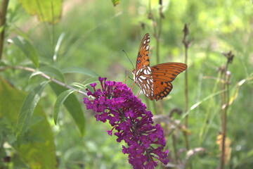 Orange butterfly on magenta flower