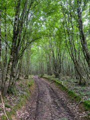 Sentier d'une forêt dans la Nièvre, Bourgogne