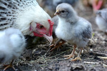Glucke füttert Küken