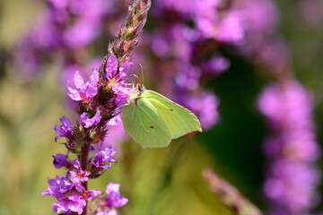 Zitronenfalter vor violettem Hintergrund