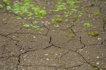 Erdboden mit Rissen aufgrund von Austrocknung, Schwinden, Klimawandel mit Extremwetter, Starkregen...