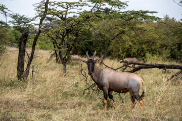 antelopes peacefully nibble the grass in a green meadow in the park 