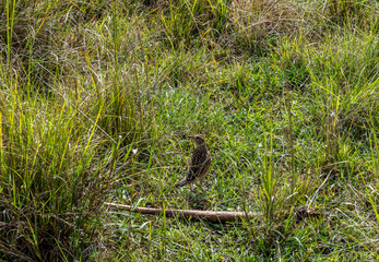beautiful African bird in natural habitat 