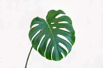 Monstera leaf (Latin: Monstéra) is a bright green color, large isolated on a white background with beautiful veins on the leaves. Nature fauna plants.